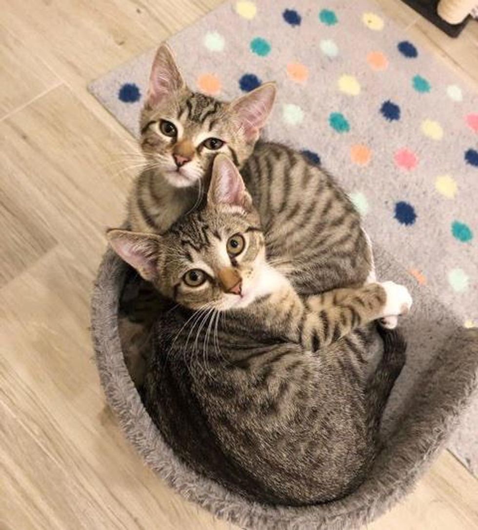 snuggly cuddly tabby kittens