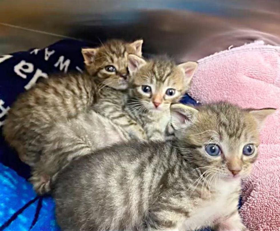 cuddly tabby kittens
