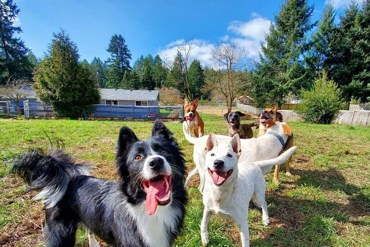 Dog Airbnb? App lets locals rent yard space for man's best friend