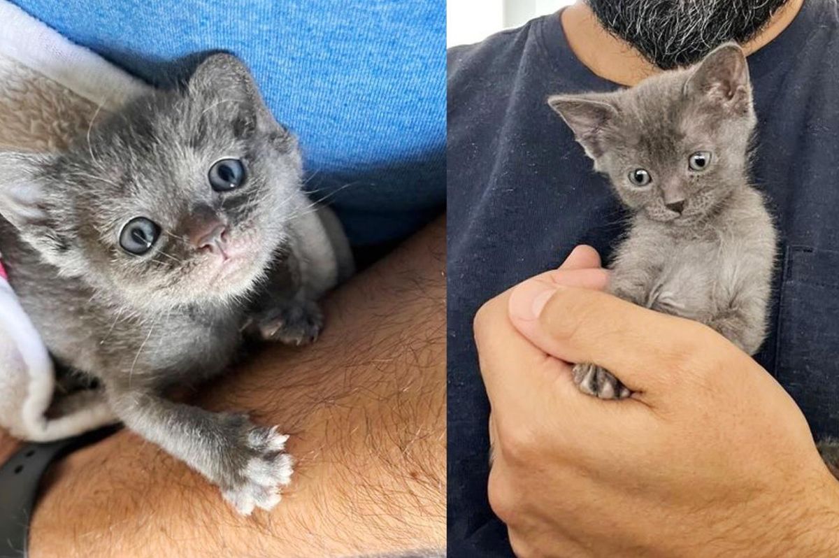 Couple Take in Small Kitten and See Him Grow with the Help of a Cat