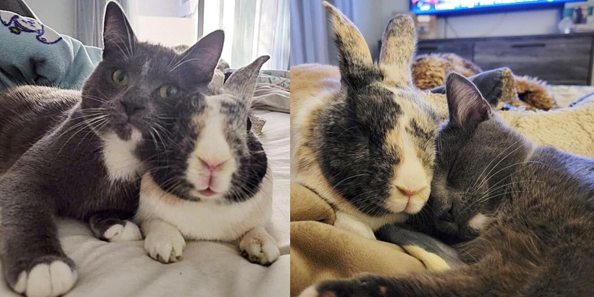 Family Takes Kitten into Their Home and Their Bunny Decides to Make Her