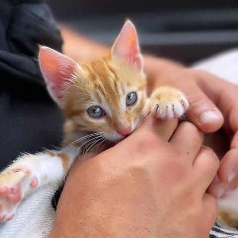 sweet cuddly tabby kitten