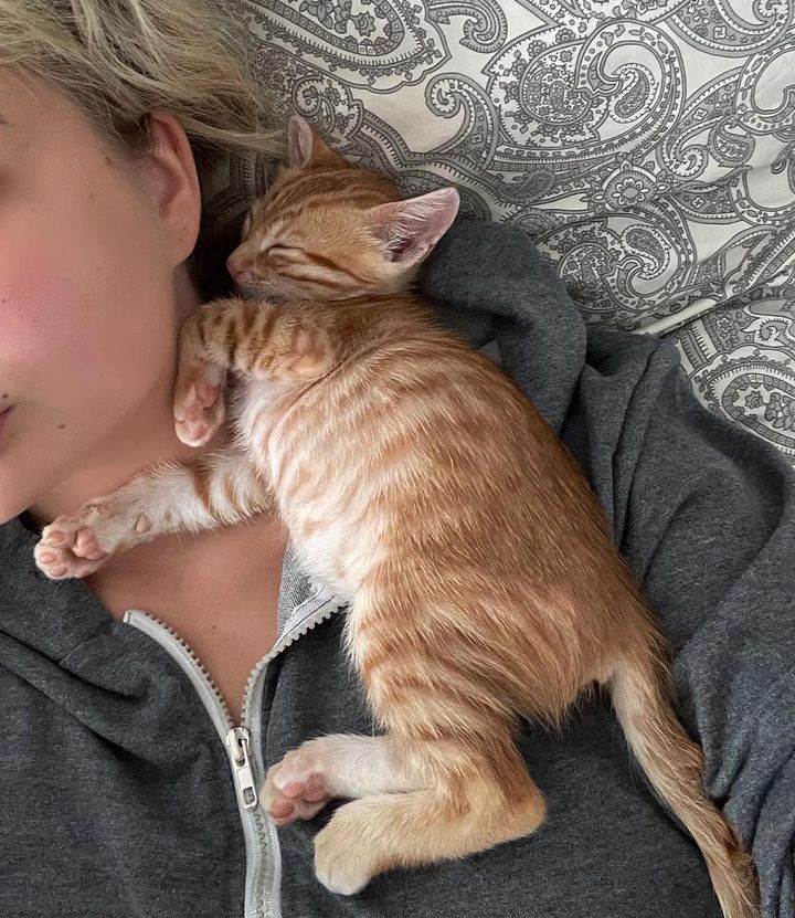 cuddly sleeping kitten