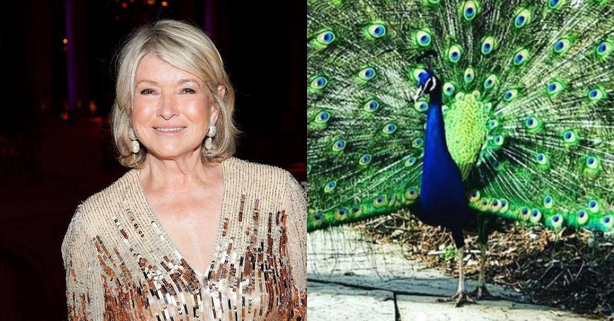 Martha Stewart Accidentally Sets Tribute Video Of Pet Peacocks 'Devoured' By Coyotes To 'Let's Get It On'