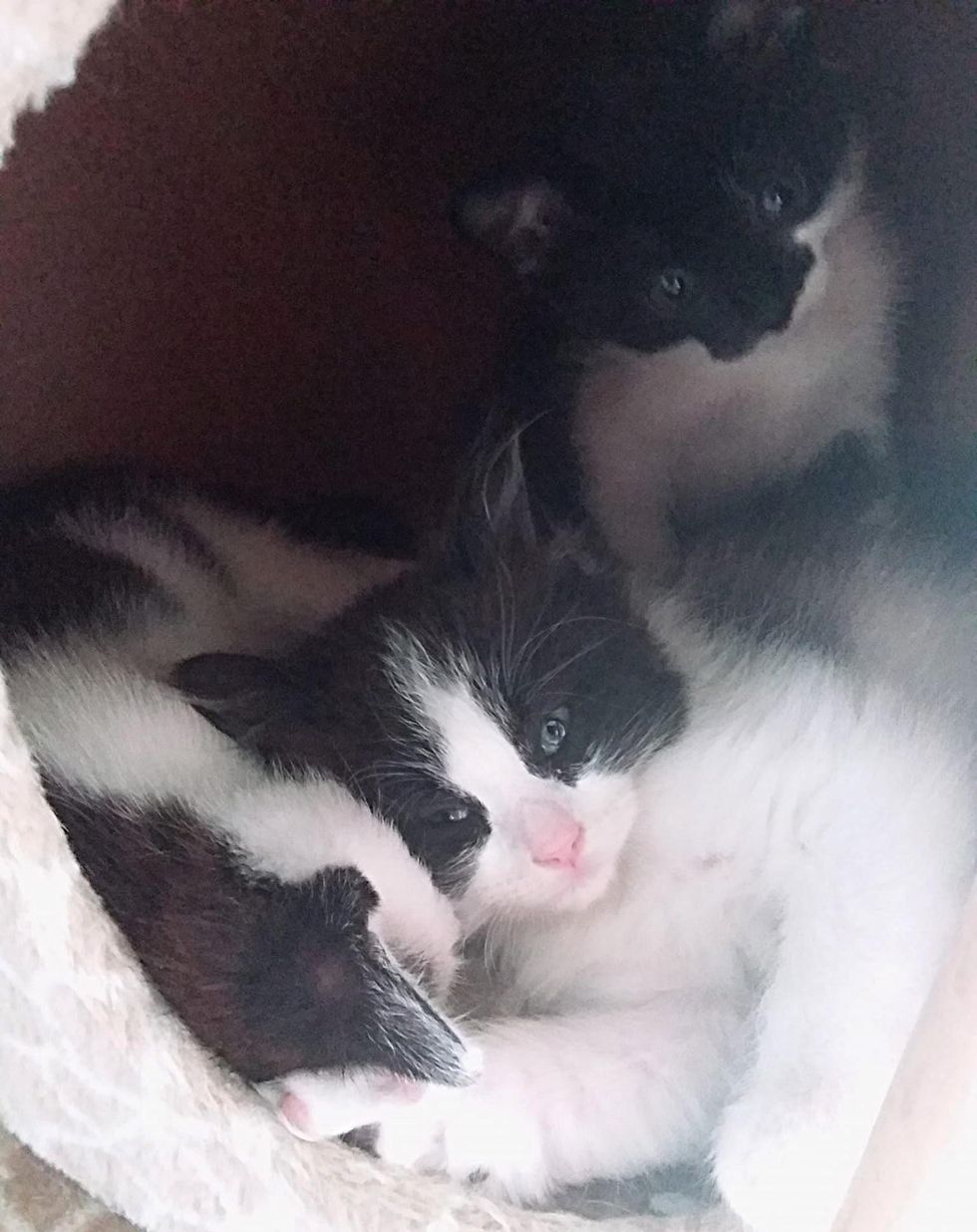 kittens snuggly
