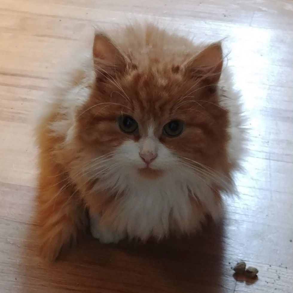 fluffy orange kitten