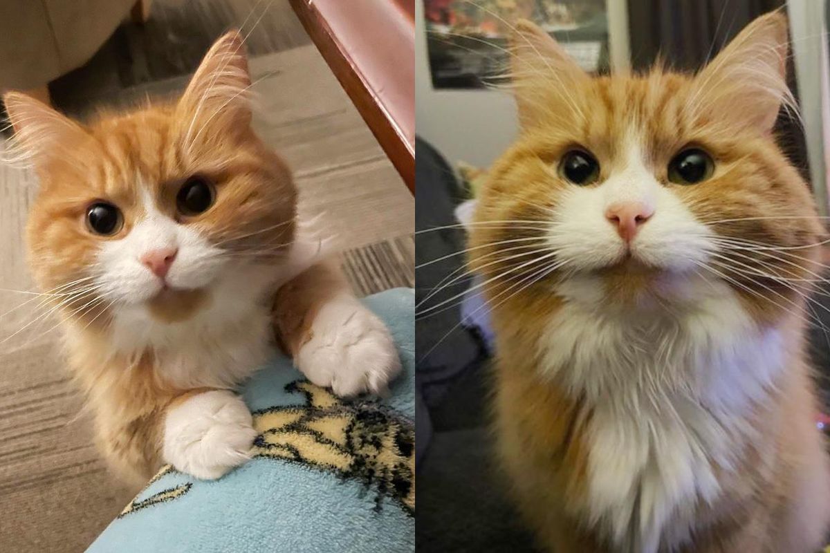 Woman Gives a Timid Kitten a Home, He Transforms into the Happiest Snuggliest Cat
