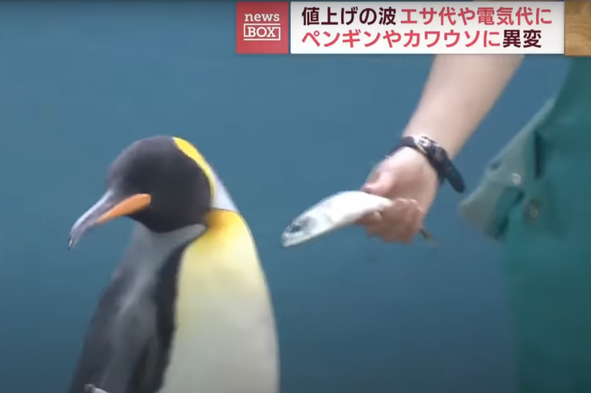 penguins video, penguins eating
