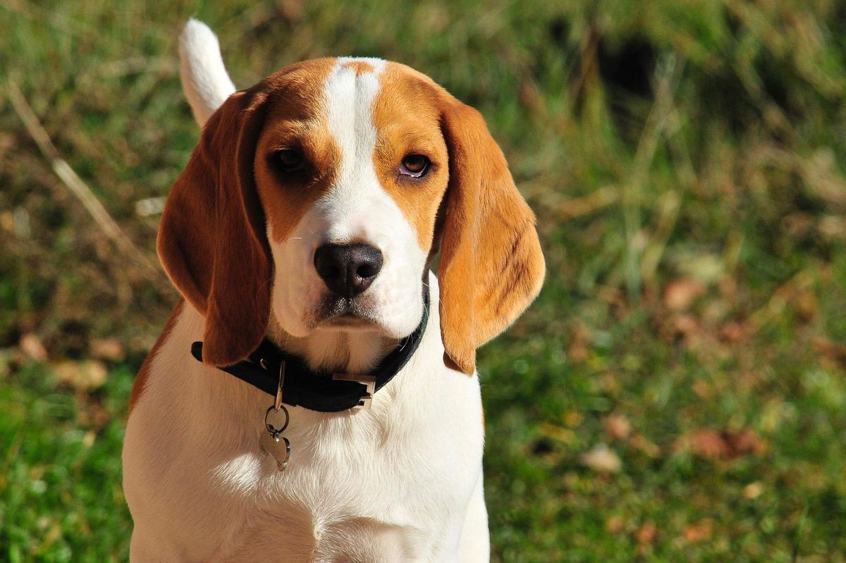 beagle, lost beagle, bonnie the beagle
