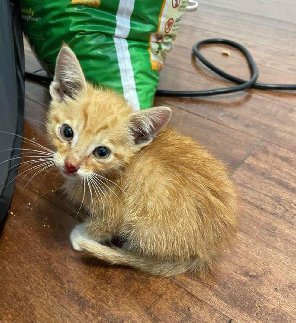 rescued orange kitten