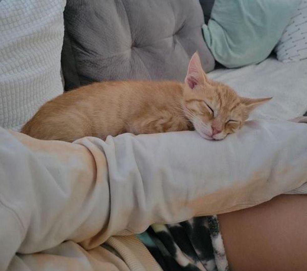 snuggly sleepy kitten