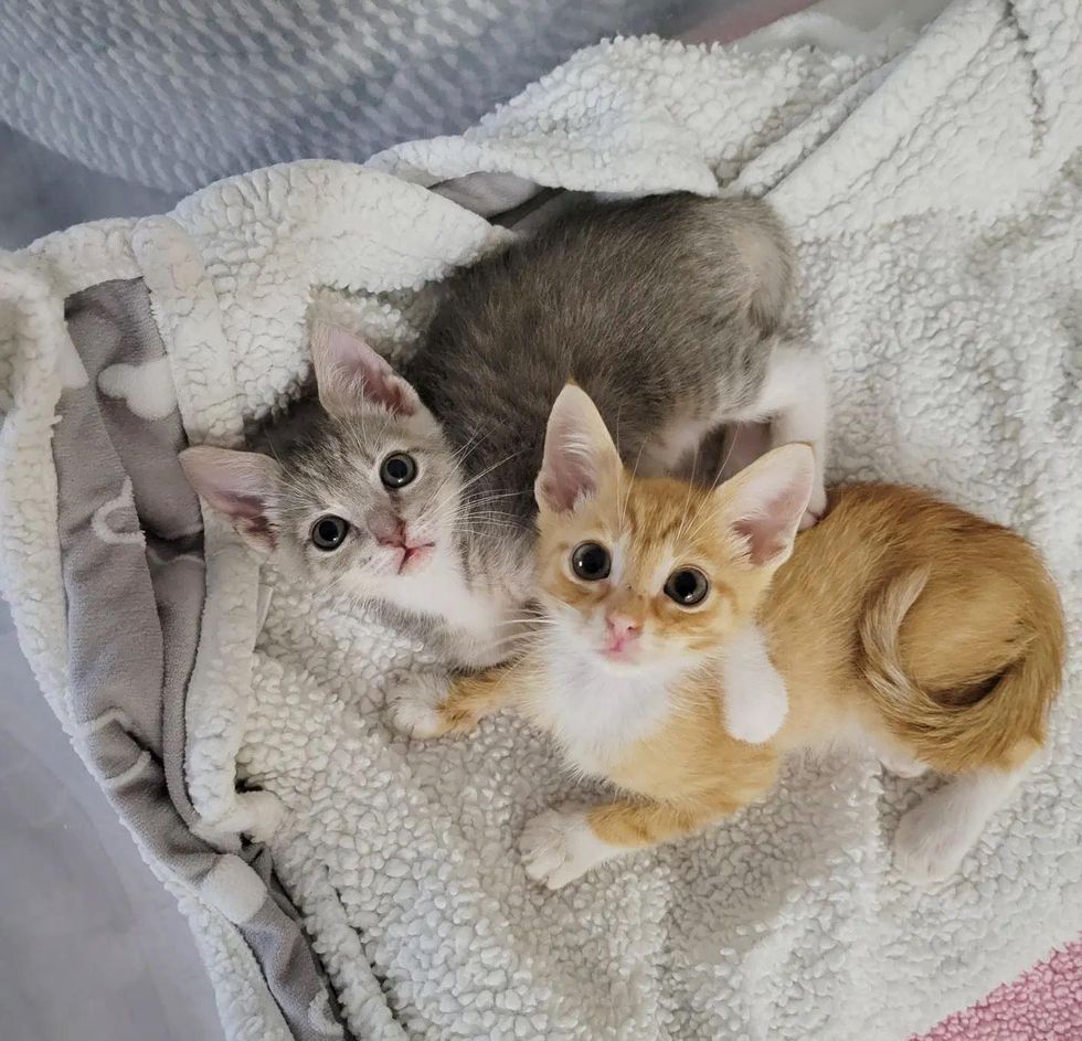 snuggly kittens friends