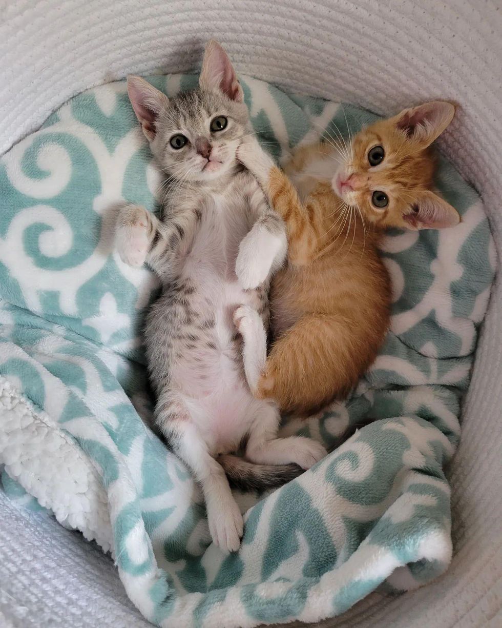snuggly best friends kittens