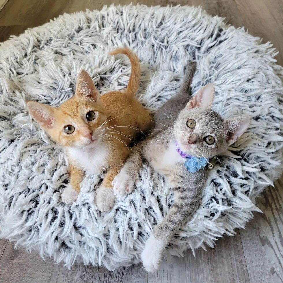 orange gray kittens