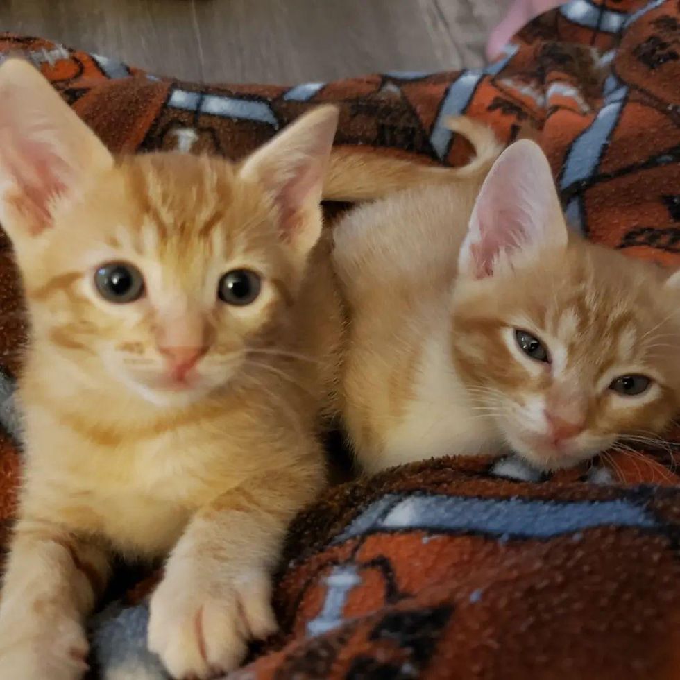 orange kitten brothers