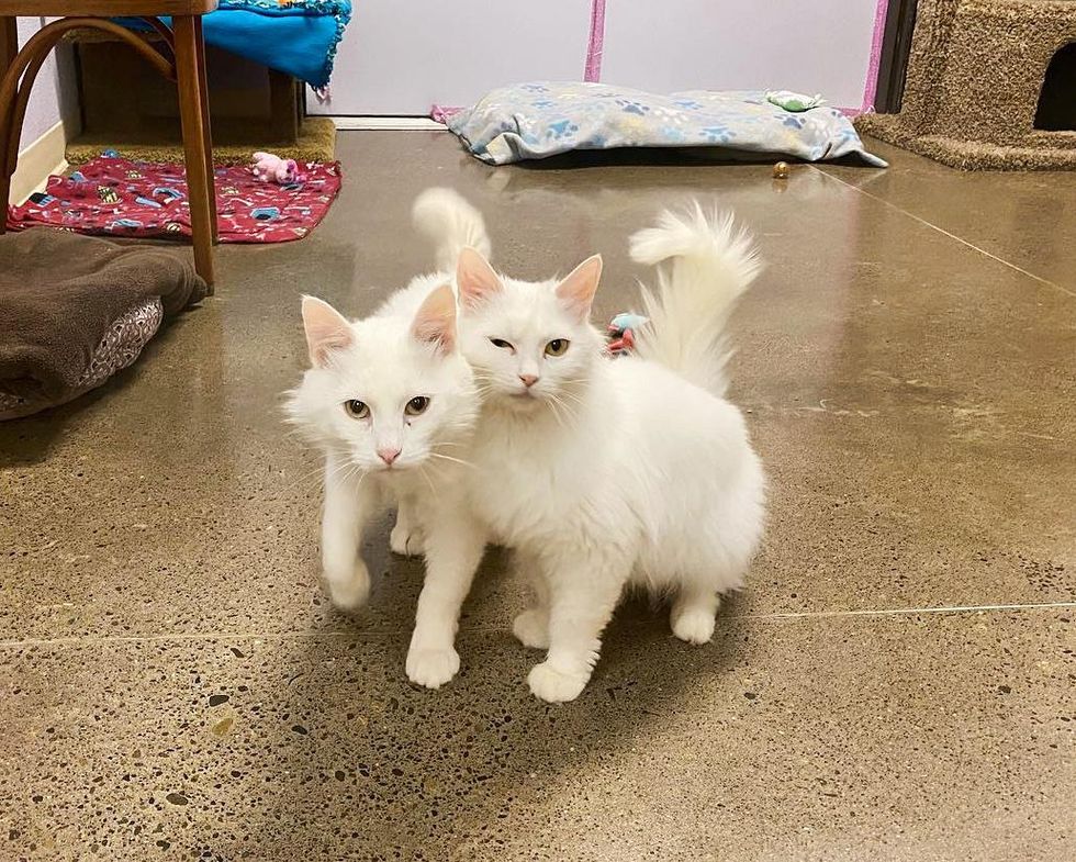 bonded cats betty yeti