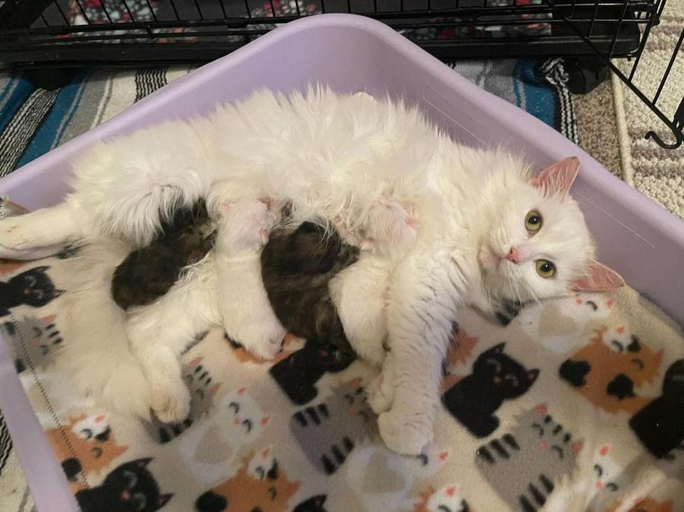 cat nursing kittens