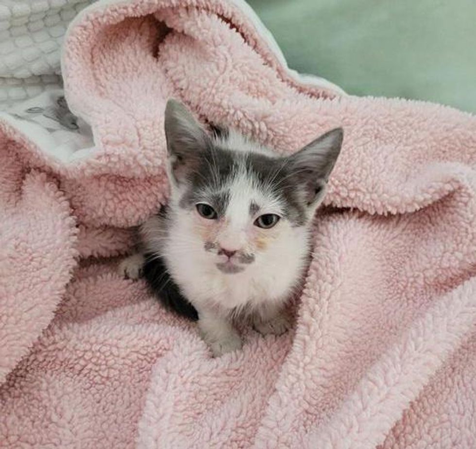 kitten on blanket