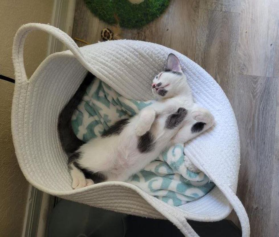 sleeping kitten basket
