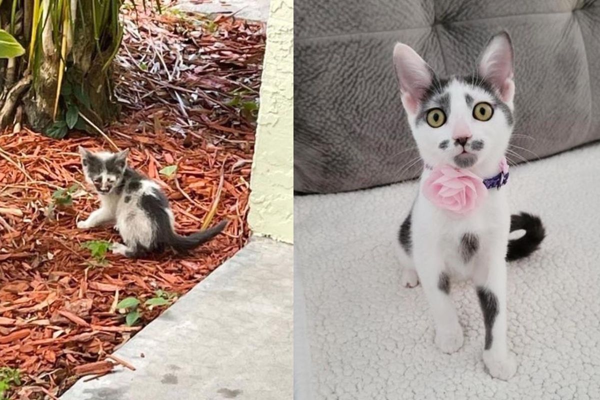 Kitten Who Has Been Wandering Outside, Runs Toward Woman Who Changes Her Life Completely