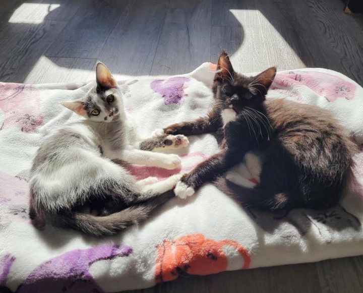 kittens sunbathing