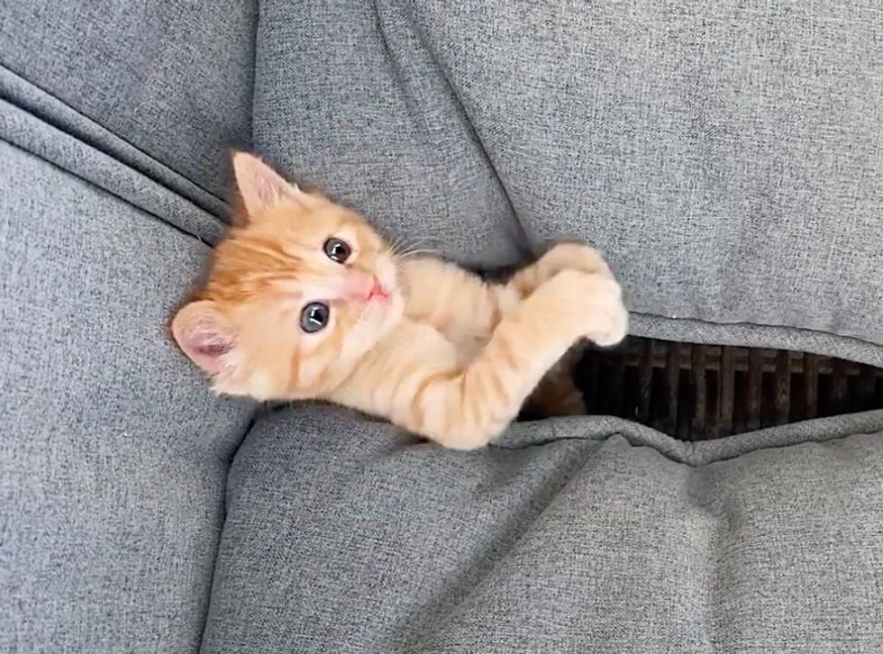 cute orange kitten