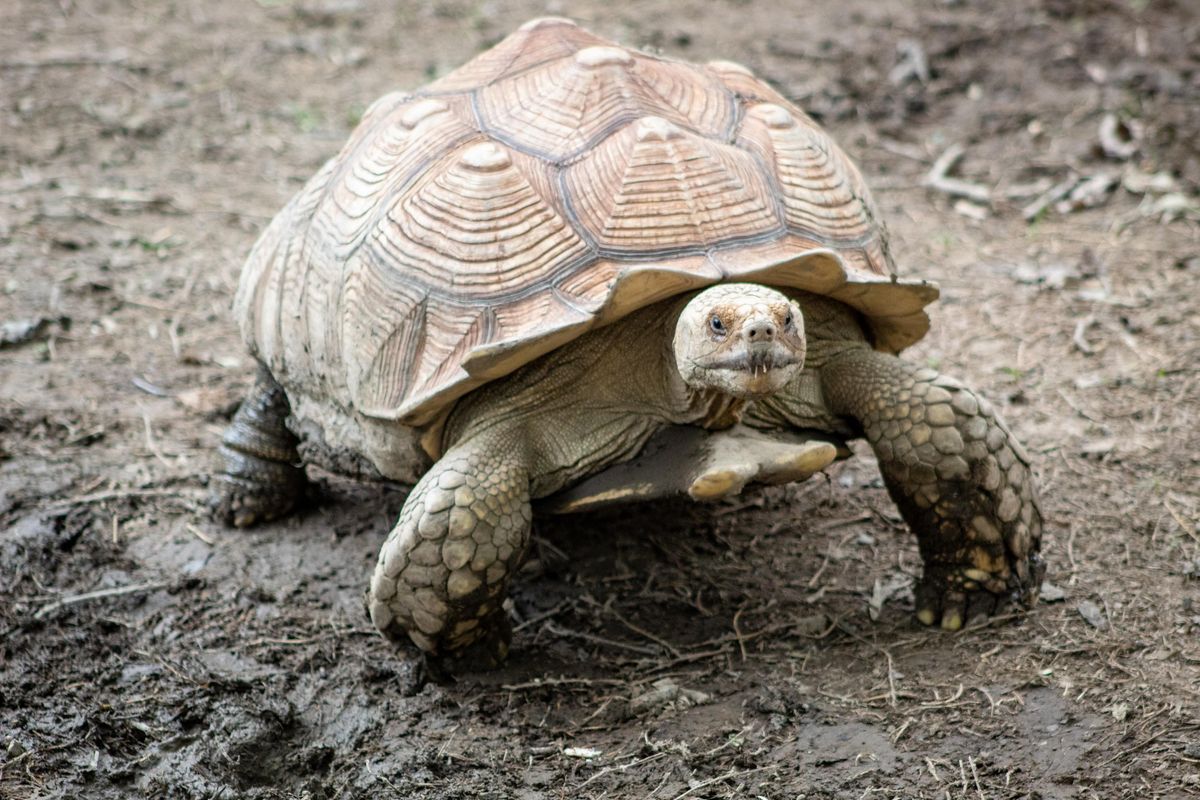 tortoise, elliot the tortoise, arizona, pet rescue