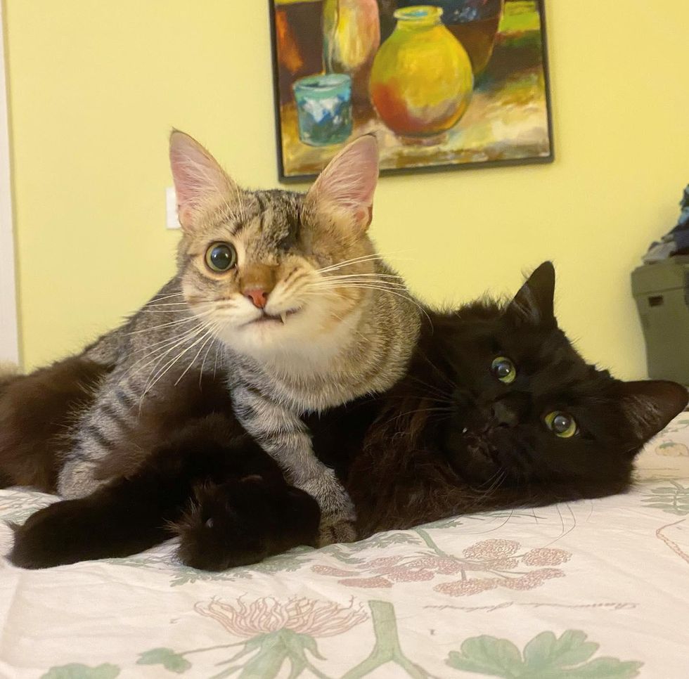 one-eyed kitten, cat snuggles