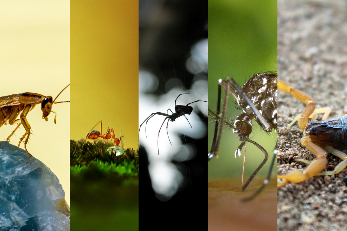 Bugging out: 5 of the most common creepy-crawlies in Austin