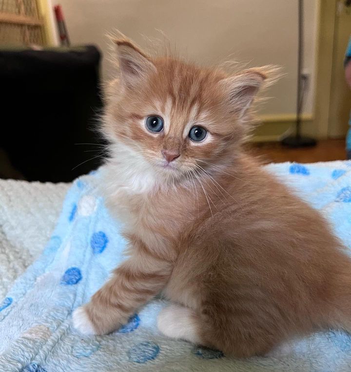 ginger fluffy kitten