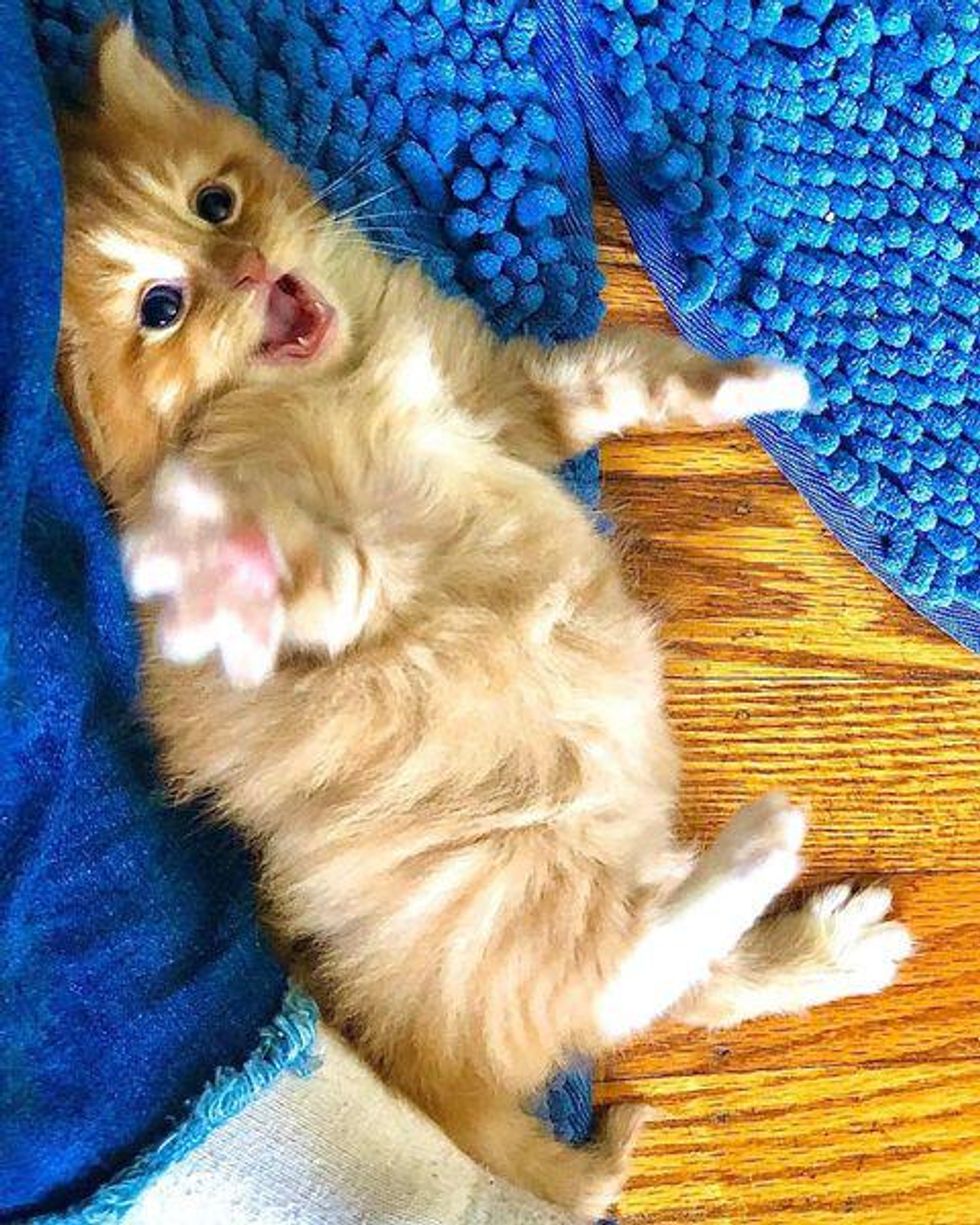 playful happy kitten