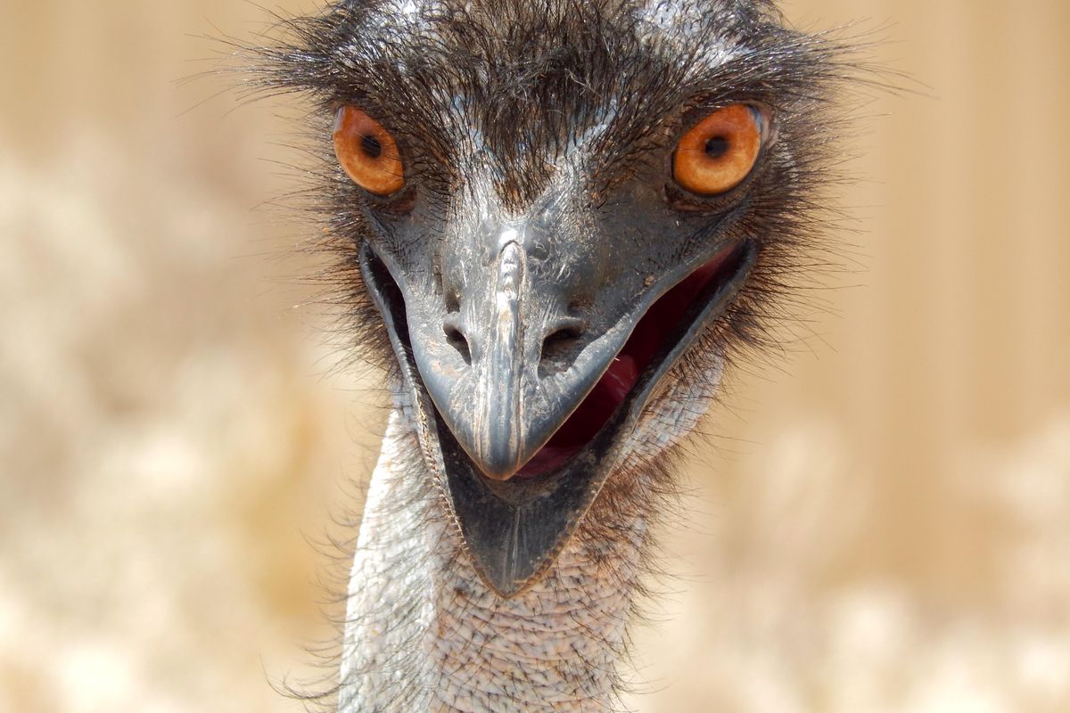 The internet's 'biggest Karen' is an emu and she's hilariously out to get her owner