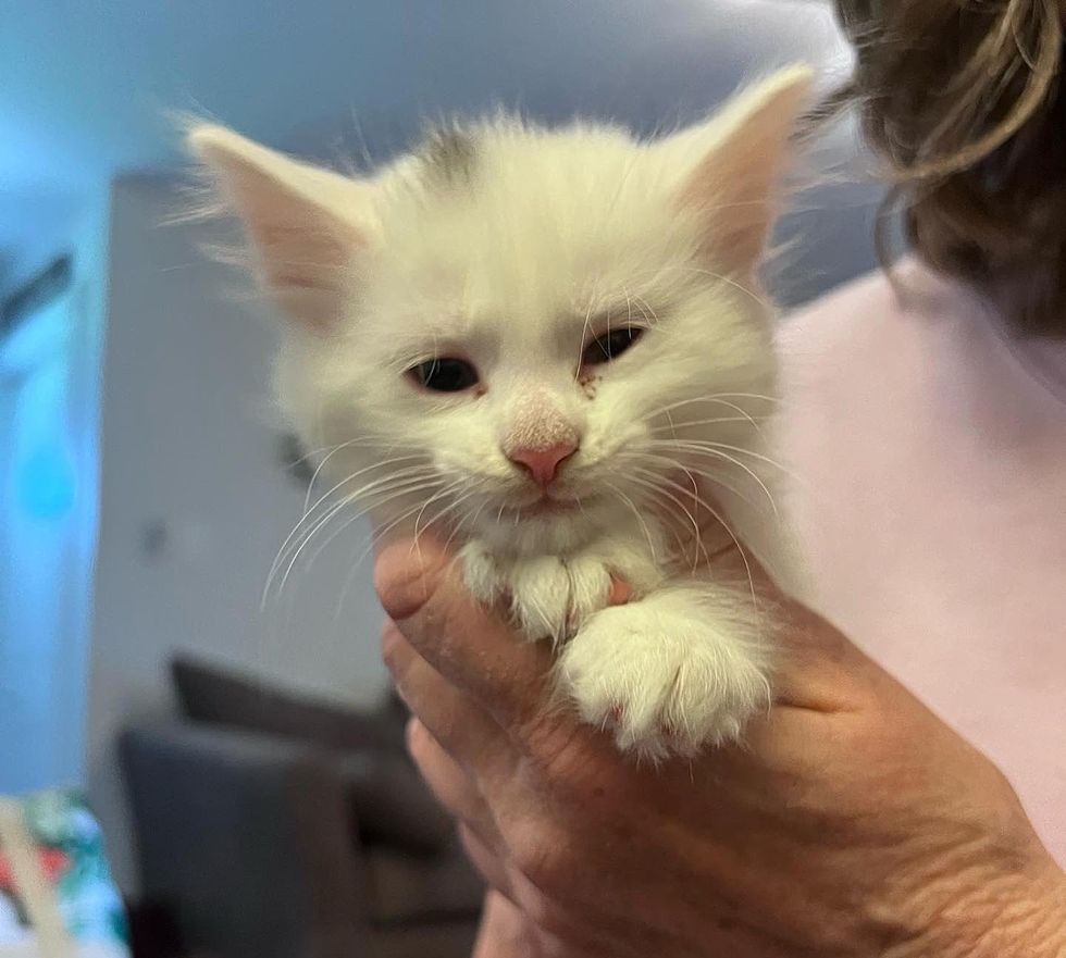 sweet white kitten