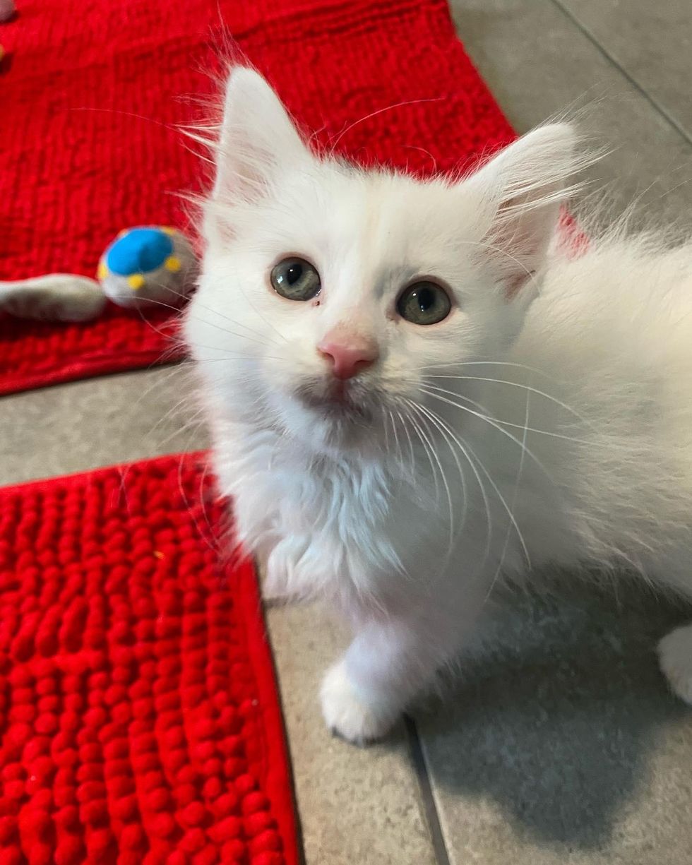 marshmallow kitten fluffy