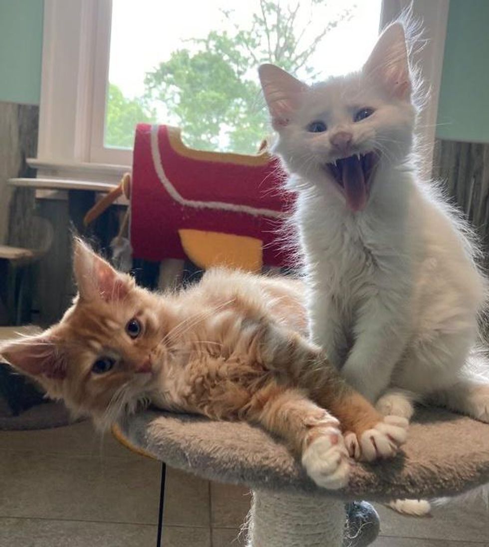 Kittens from Different Litters Didn't Know They Needed Each Other Until