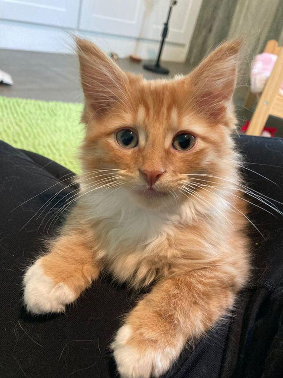 fluffy lap kitten cat