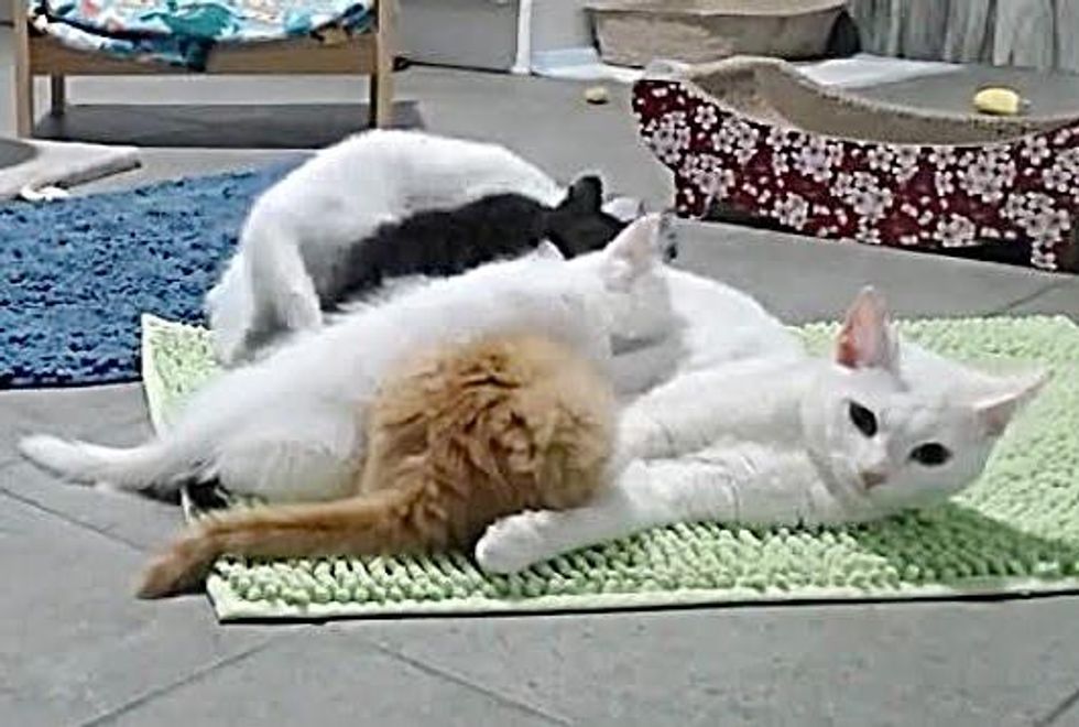 Kittens from Different Litters Didn't Know They Needed Each Other Until