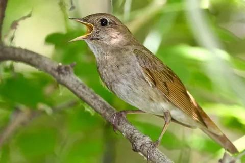 Nightingale Bird Characteristics