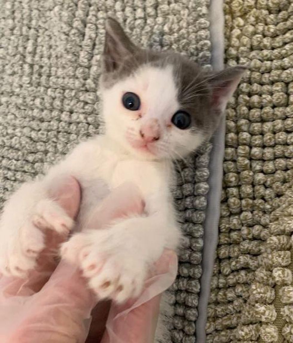 kitten belly rubs