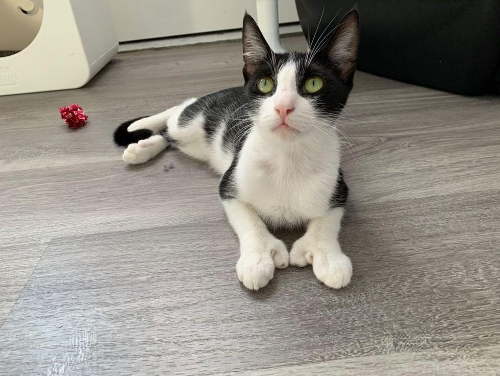 polydactyl cat, cat with thumbs