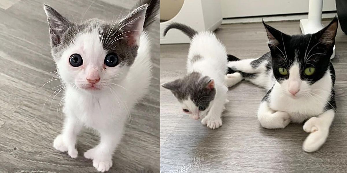 Kitten With Many Extra Beans Like His Cat Mother Figures Out How to ...