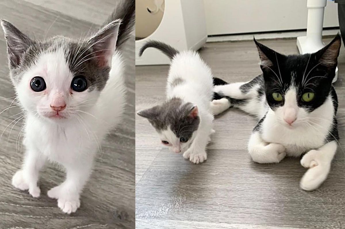 Kitten With Many Extra Beans Like His Cat Mother Figures Out How to Jump and Climb Like a Champ