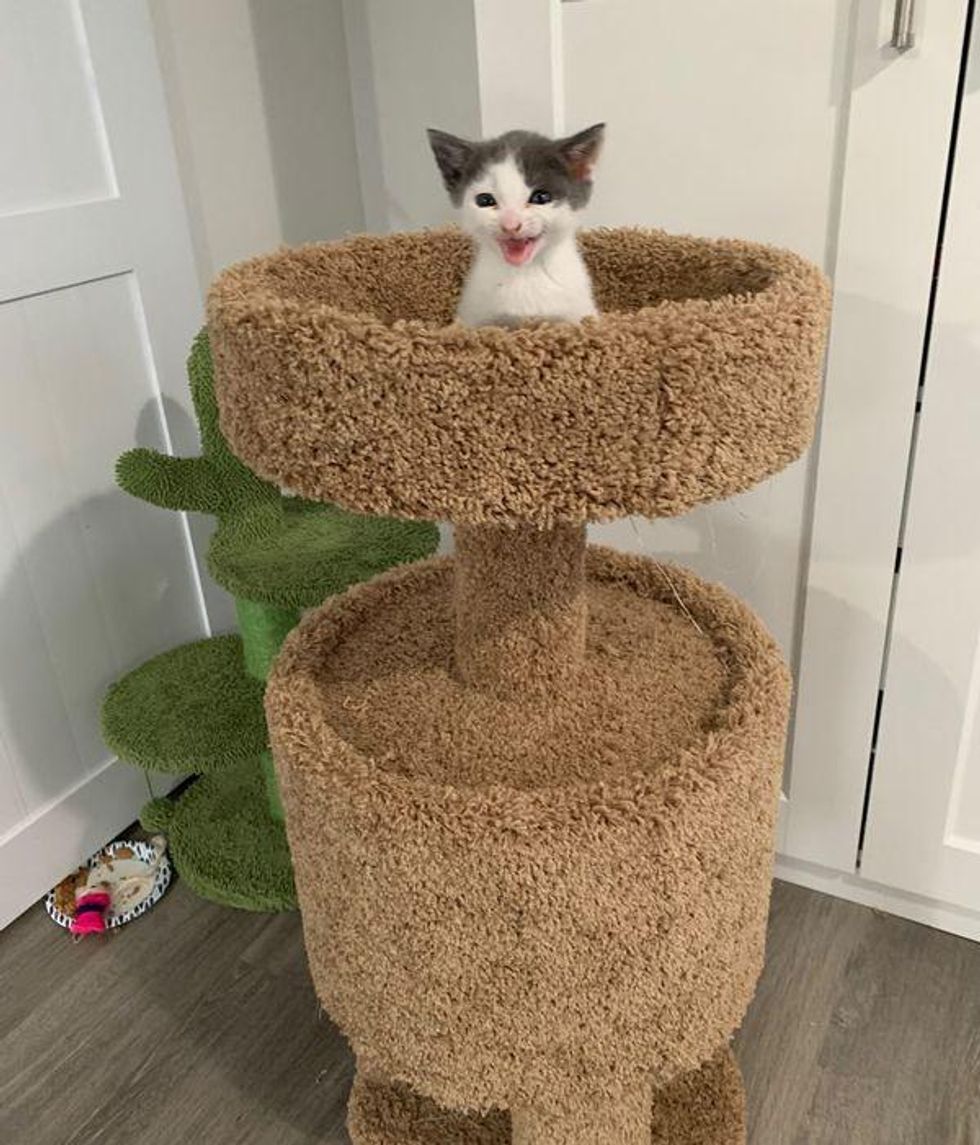 kitten cat tree