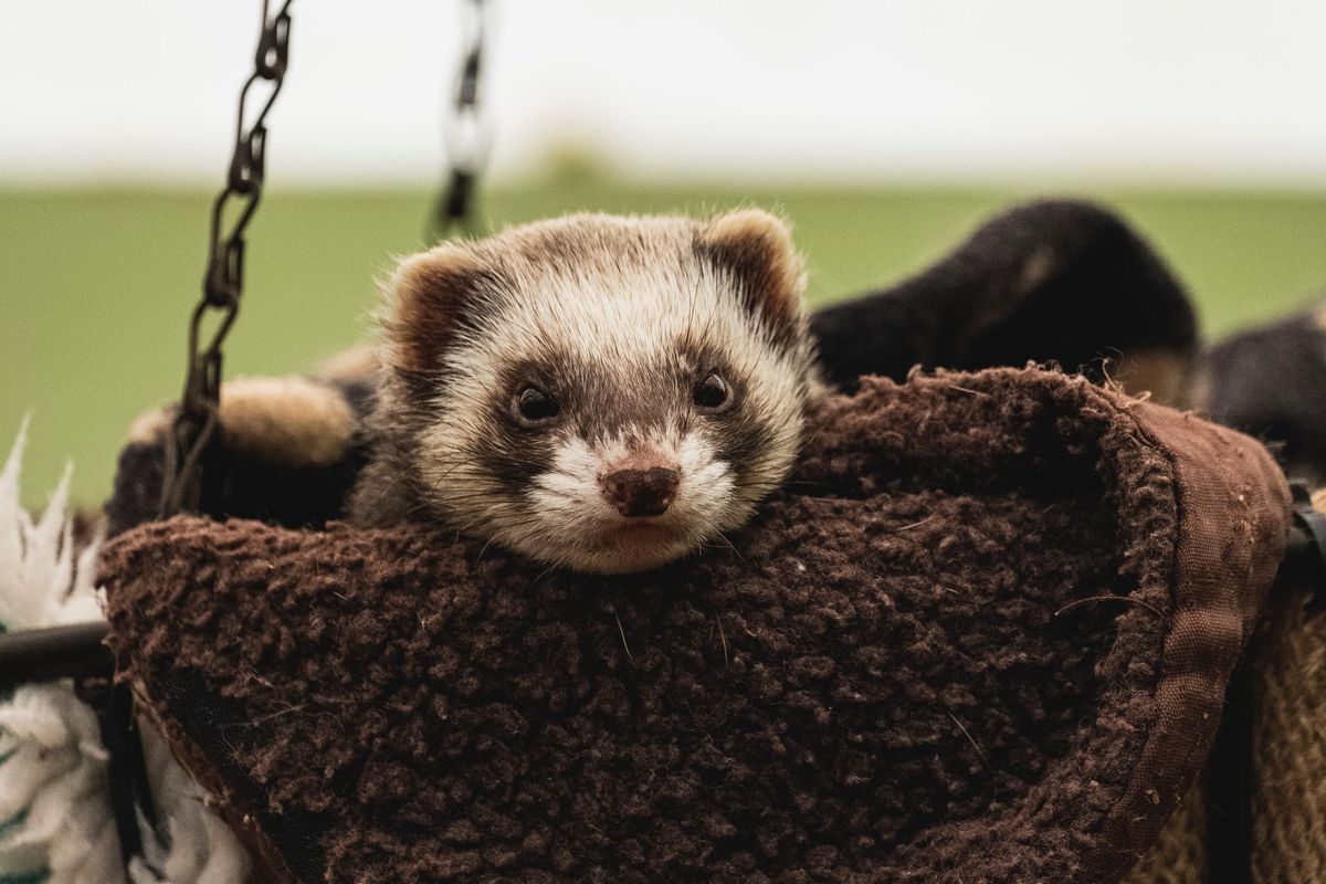 ferret; animal video; new babies