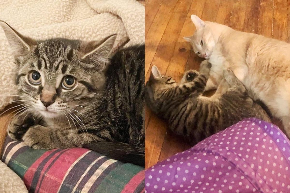 Kitten Comes to Family as a Timid Stray but Starts to Learn to Be Brave with Help of Their Cat