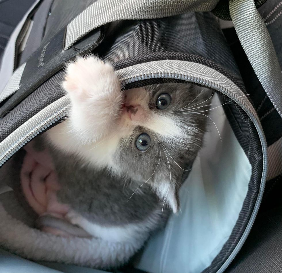 happy kitten carrier