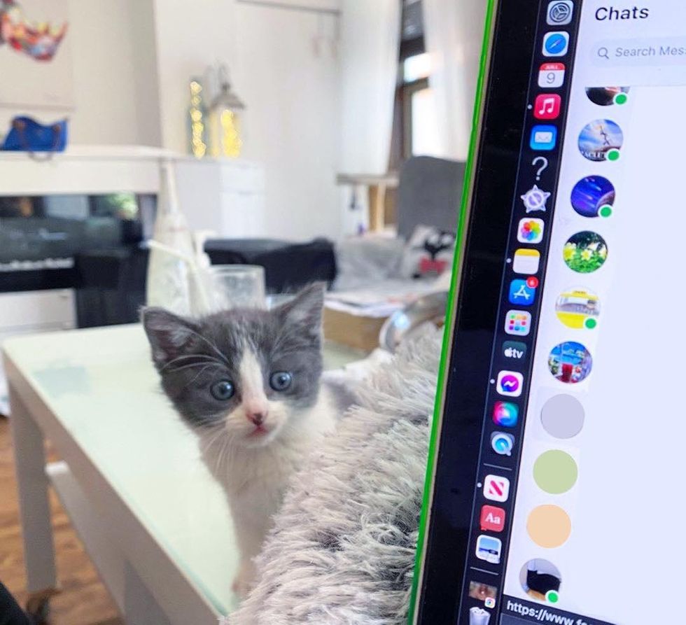 curious kitten computer