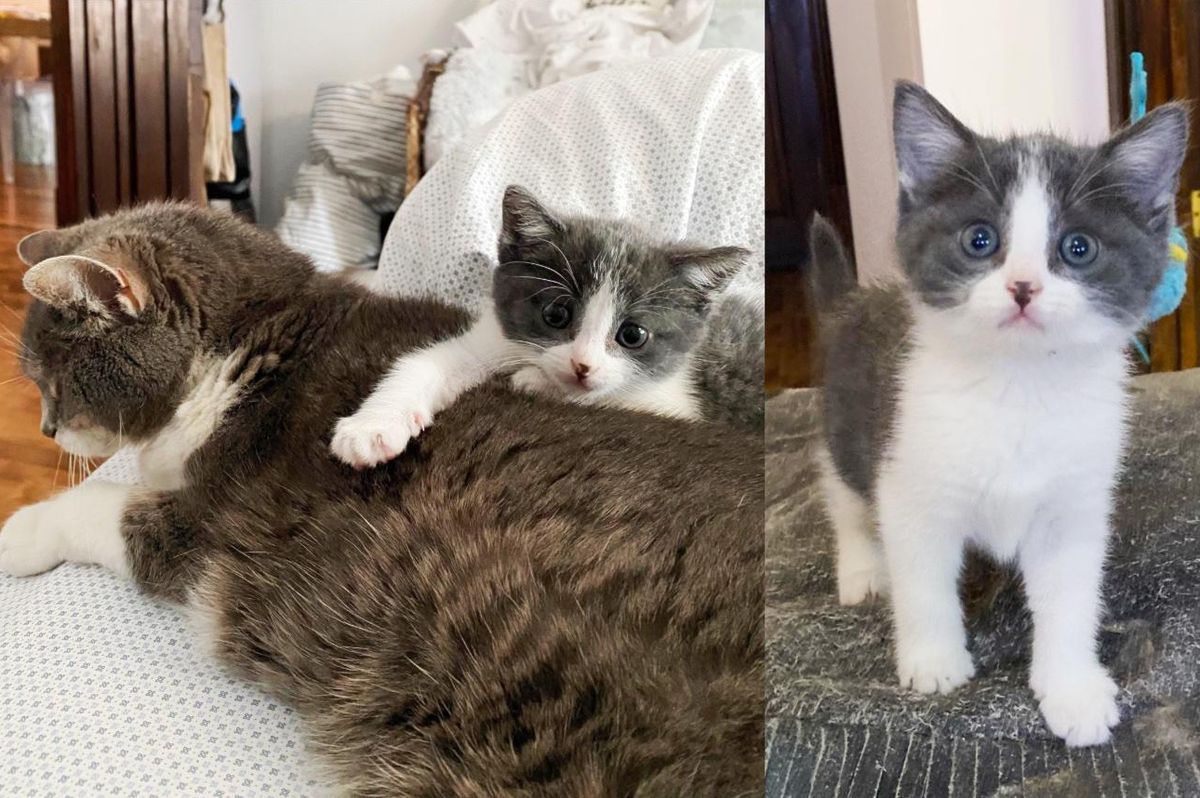 Stray Kitten is So Excited to Be in a House that She Starts 'Supervising' Everyone