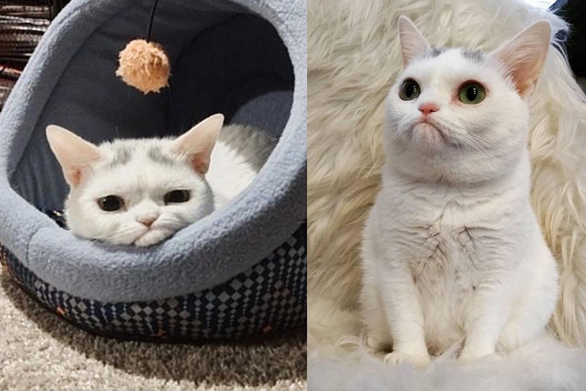 Kitten with a 'Frown' Comes to Woman's Home and Grows Up to Be a Small Cat with a Big Cattitude