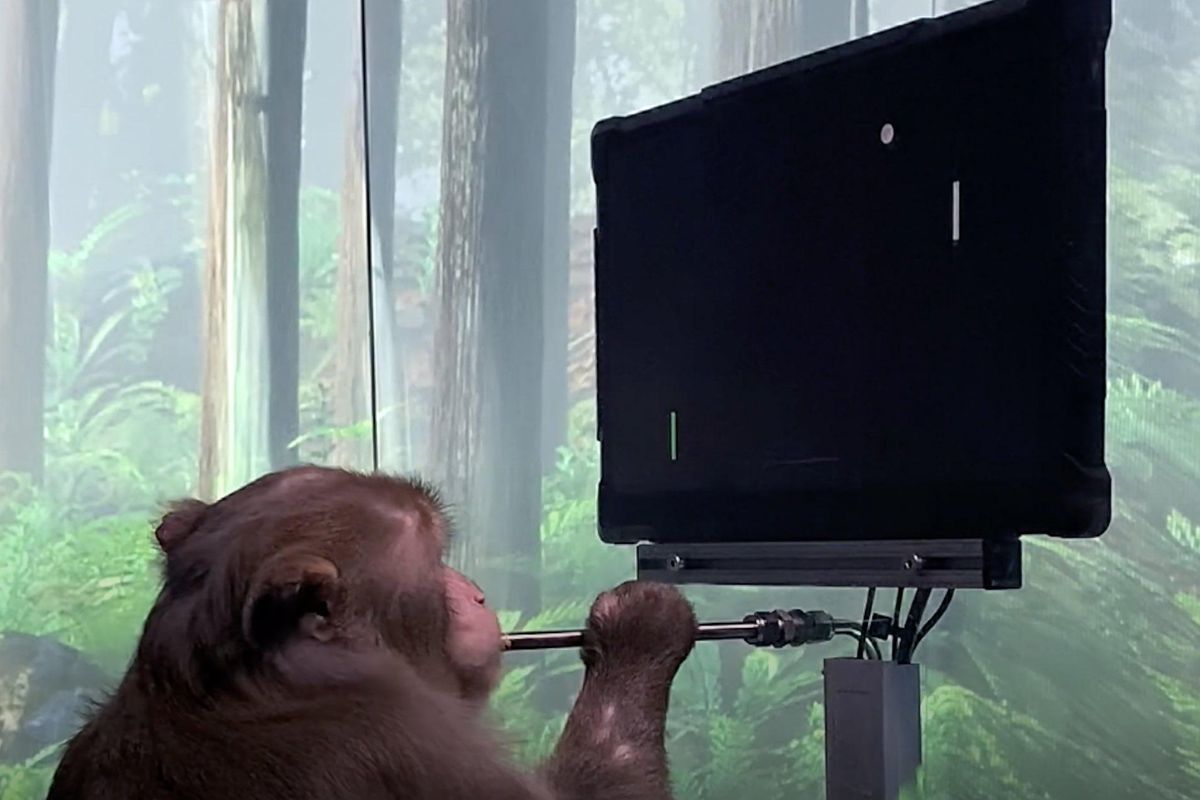 Protestors gather downtown to demand an end to Neuralink testing on monkeys